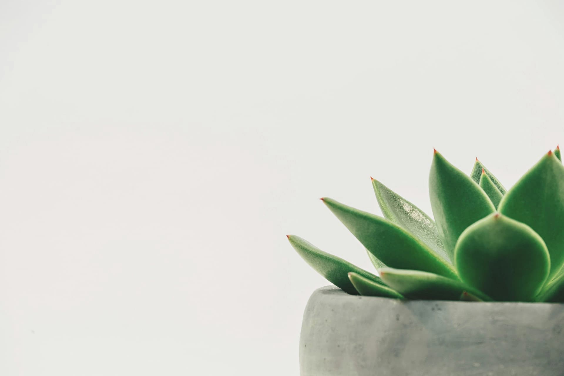 Detalle de una planta suculenta verde iluminada con suavidad.